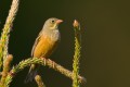 Ortolan Bunting