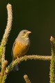 Ortolan Bunting