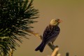 Ortolan Bunting