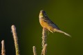 Ortolan Bunting