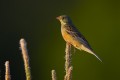 Ortolan Bunting