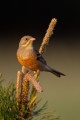 Eye to eye with Ortolan Bunting