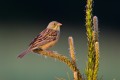 Ortolan Bunting