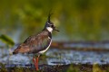 Lapwing