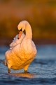 Mute Swan