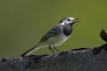 Pied Wagtail