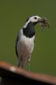 Pied Wagtail