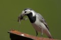 Pied Wagtail