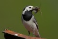 Pied Wagtail