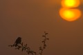 Citrine Wagtail at sunrise