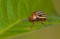 Colorado Potato Beetle