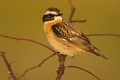 Whinchat