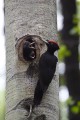 Black Woodpecker