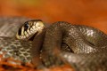 Grass Snake