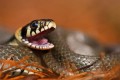 Grass Snake