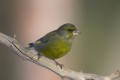 Greenfinch