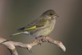 Greenfinch