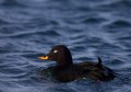 Velvet Scoter