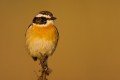 Whinchat