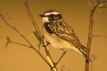 Whinchat