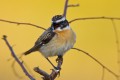 Whinchat