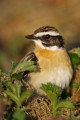 Whinchat