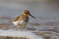 Dunlin