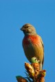 Linnet