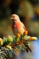 Linnet