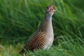 Corncrake