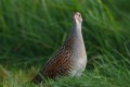 Corncrake