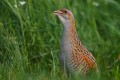 Corncrake