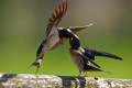 Youth feeding