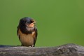 Barn Swallow