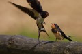 Barn Swallow