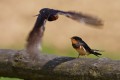 Barn Swallow