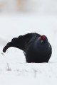 Black Grouse