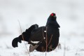 Black Grouse