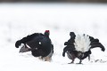 Black Grouse