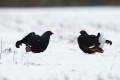 Black Grouse