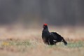 Black Grouse