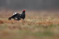 Black Grouse