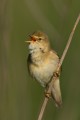 Marsh Warbler