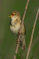 Marsh Warbler