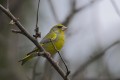 Greenfinch