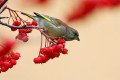 Greenfinch