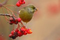 Greenfinch