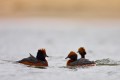 Horned Grebe