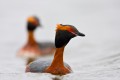 Horned Grebe