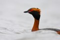 Horned Grebe